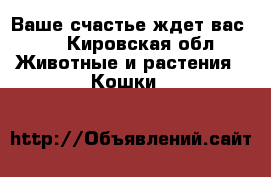 Ваше счастье ждет вас!!! - Кировская обл. Животные и растения » Кошки   